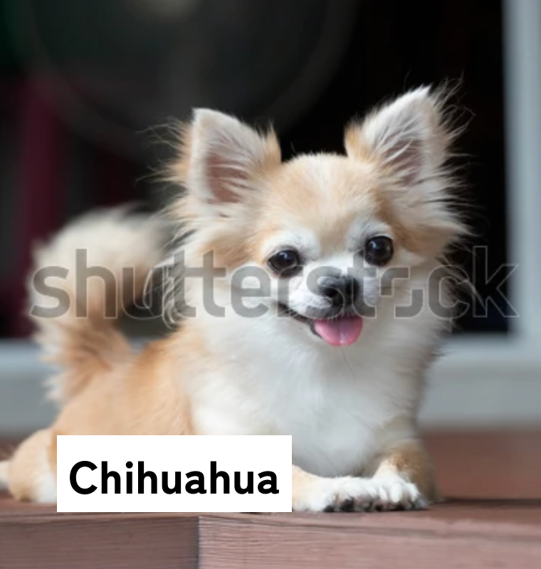 Chihuahua