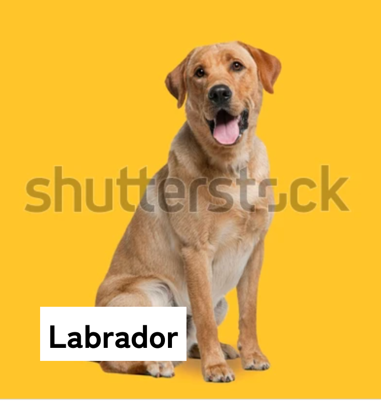 Labrador