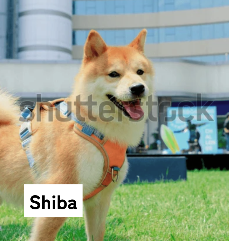 Shiba